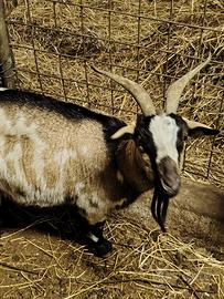 Capre tibetane femmine