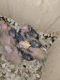 Calopsite da imbecco