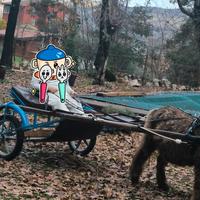 calesse per pony