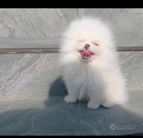 Cani Pomerania con Pedigree