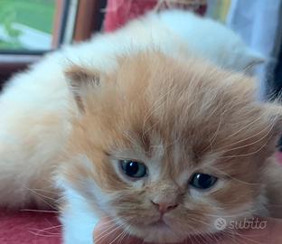 Cuccioli di razza scottish/ Highlanders