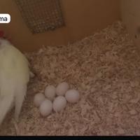 Parrocchetti dal collare