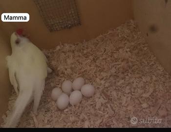 Parrocchetti dal collare