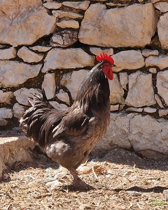 Galli ornamentali