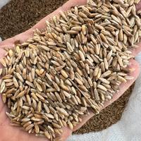Segale varietá antica Grano antico