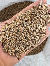 Segale varietá antica Grano antico