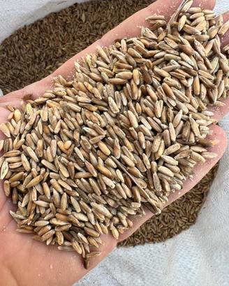 Segale varietá antica Grano antico