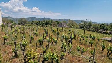 Terreno con vigneto e uliveto a Linguaglossa