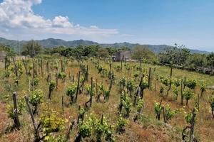 Terreno con vigneto e uliveto a Linguaglossa