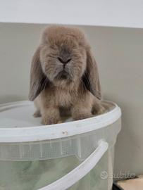 Cuccioli coniglio