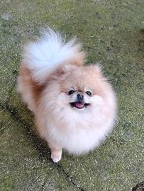 Volpino di Pomerania