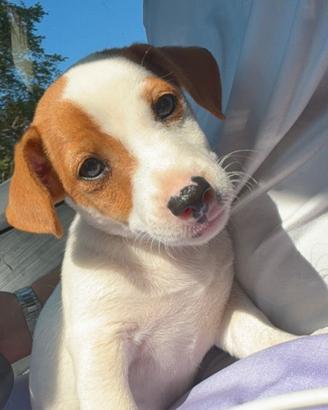 Cucciolo di Jack Russel