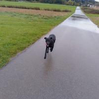 Labrador nero di 1 anno e mezzo