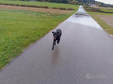Labrador nero di 1 anno e mezzo
