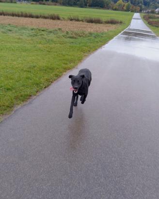 Labrador nero di 1 anno e mezzo