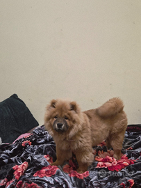 Chow chow