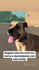 Cane con Microchip