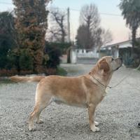 Labrador per monte