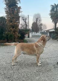 Labrador per monte