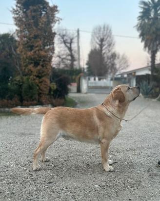 Labrador per monte