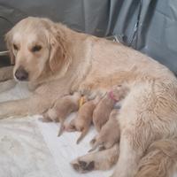 Cuccioli Americani golden retriver