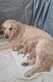 Cuccioli Americani golden retriever
