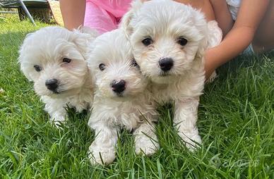 Maltese cuccioli
