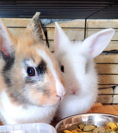 Coniglietto nano