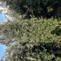 Leccio per siepe resistente