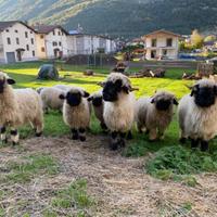 Vendesi pecore Naso nero del Vallese