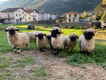 Vendesi pecore Naso nero del Vallese