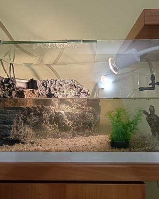 Acquario tartaruga/pesci