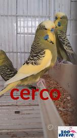 Cocorite inglesi
