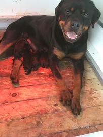 Cucciola di Rottweiler