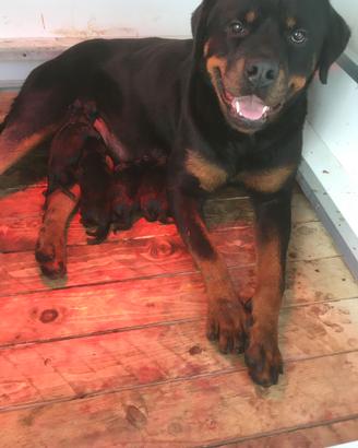 Cucciola di Rottweiler