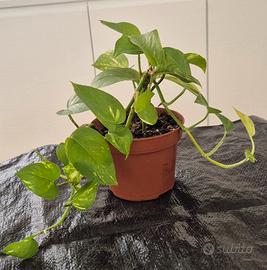 pothos vaso 11 cm pianta h 20 cm