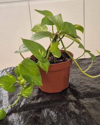 pothos vaso 11 cm pianta h 20 cm