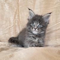 Cucciolo maine coon femmina blu tabby con pedigree