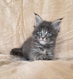 Cucciolo maine coon femmina blu tabby con pedigree