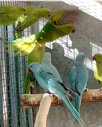 Collari blu e. Verdi.bianchi cremini,e pezzati