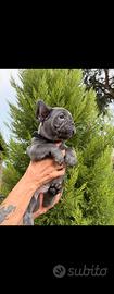Billdog francese