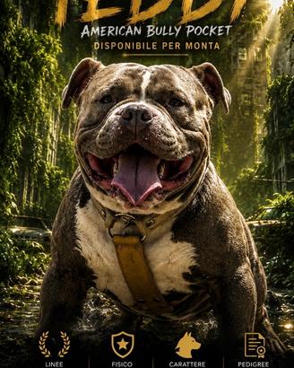 American Bully Pocket (disponibile per cucciolate)