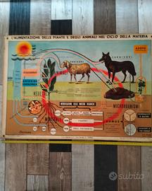 Poster anni 50/60 Alimentaz piante animali Paravia