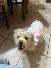 FIDANZATO per la mia cagnolina