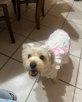 FIDANZATO per la mia cagnolina