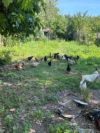 Galline