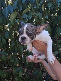 Cucciola di bulldog francese bianca e merle