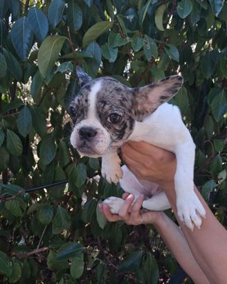 Cucciola di bulldog francese bianca e merle