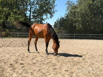Cavallo