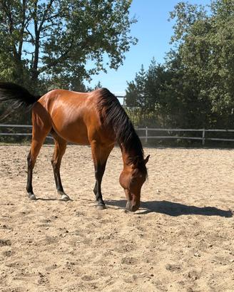 Cavallo
